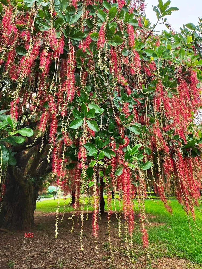 红花玉蕊--玉蕊科玉蕊属 (3).jpg 红花玉蕊--玉蕊科玉蕊属 (3).jpg