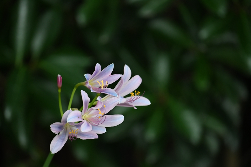 换锦花.jpg 换锦花.jpg