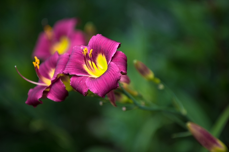 萱草品种 (1).jpg