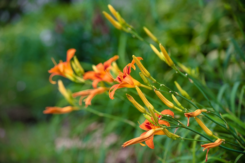 萱草品种 (3).jpg