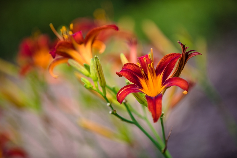 萱草品种 (4).jpg