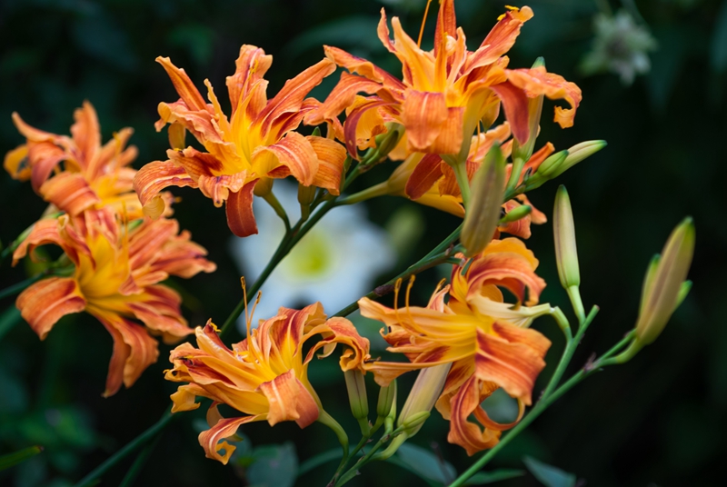 萱草品种 (9).jpg