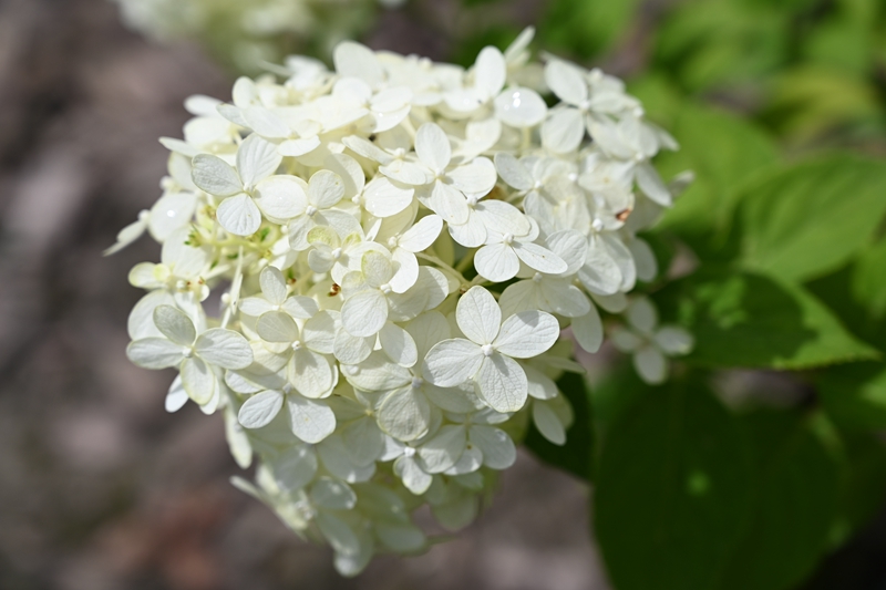 2(中括号)波波圆锥绣球(霹雳贝贝)Hydrangea paniculata BOBO 'Ilvobo' (2).jpg 2(中括号)波波圆锥绣球(霹雳贝贝)Hydrangea paniculata BOBO 'Ilvobo' (2).jpg