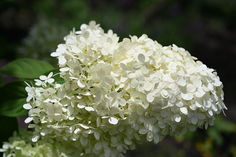 5‘石灰灯’圆锥绣球Hydrangea paniculata 'Limelight' (2).jpg 5‘石灰灯’圆锥绣球Hydrangea paniculata 'Limelight' (2).jpg