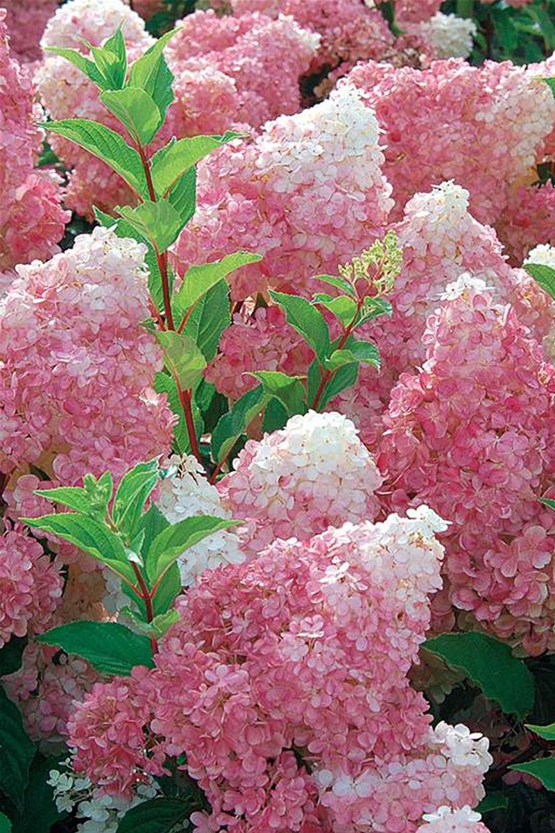 2（中括号）香草草莓圆锥绣球Hydrangea paniculata VANILLE FRAISE 'Renhy'  (3).jpg
