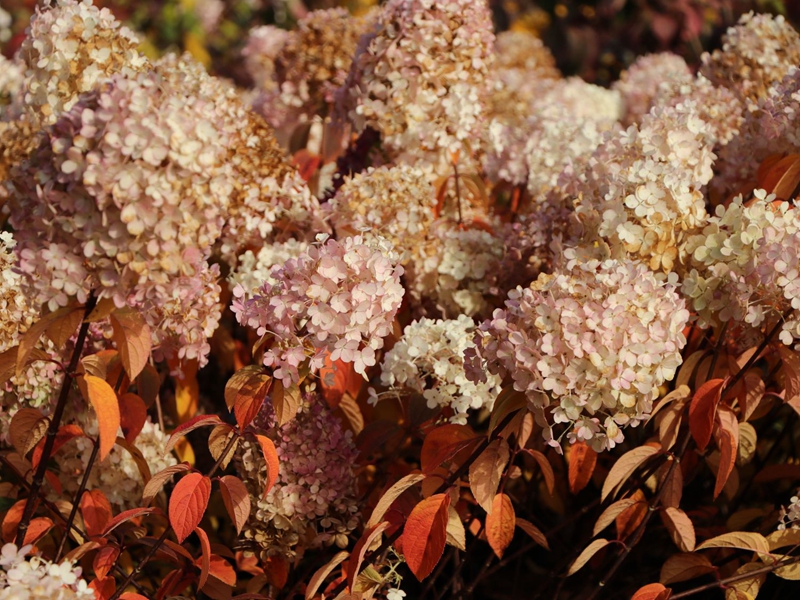 5波波圆锥绣球--霹雳贝贝 (1).jpg