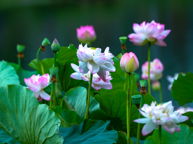 BG8I8029.jpg BG8I8029.jpg