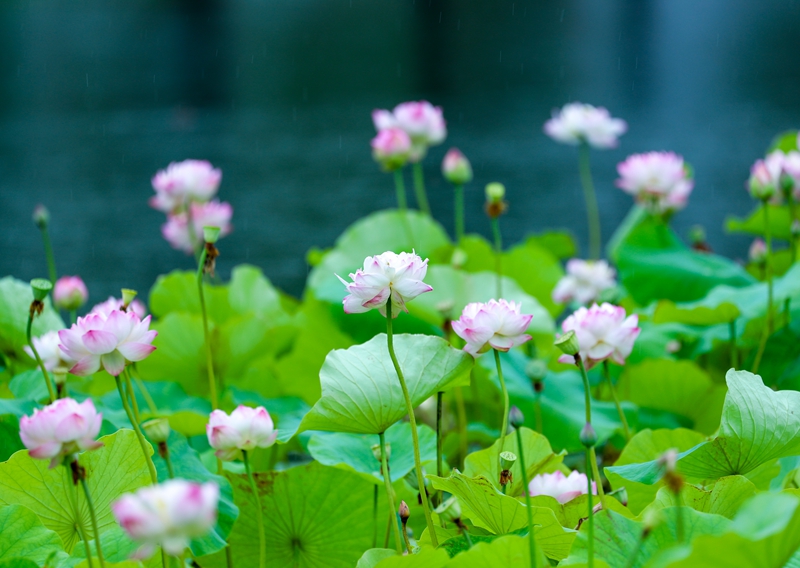 BG8I8060.jpg BG8I8060.jpg