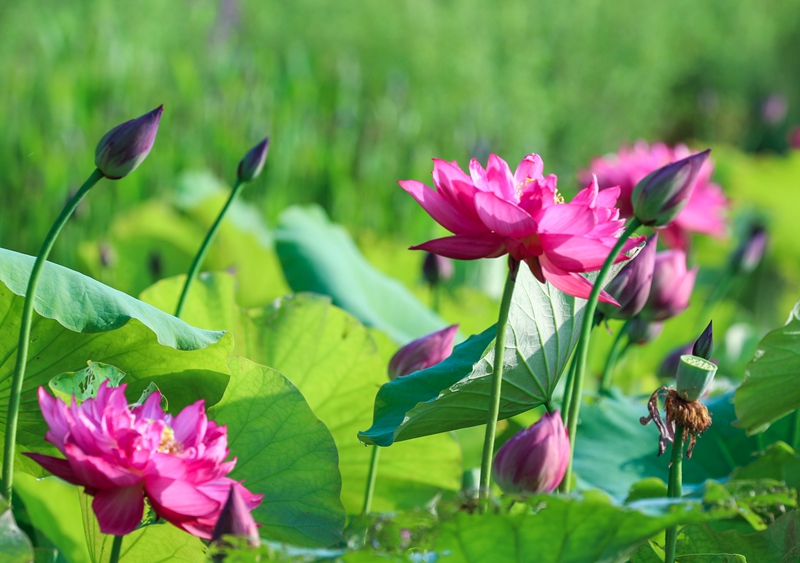 BG8I7156.jpg BG8I7156.jpg