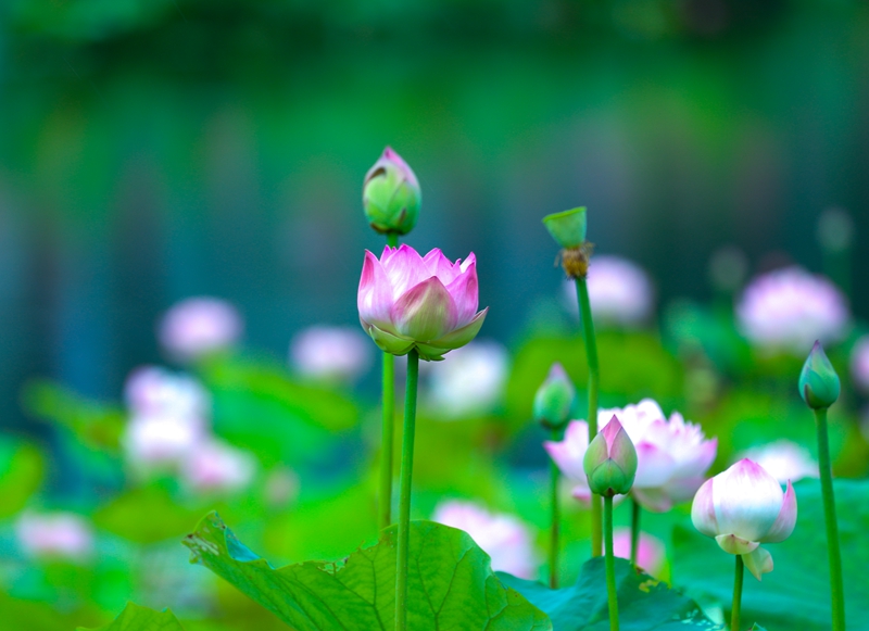 BG8I8033.jpg BG8I8033.jpg