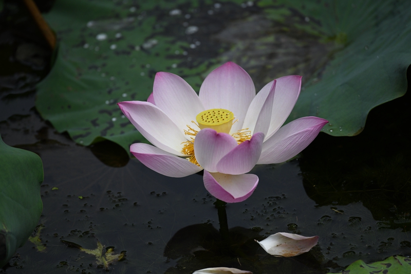 1.莲--荷花--莲科莲属.jpg