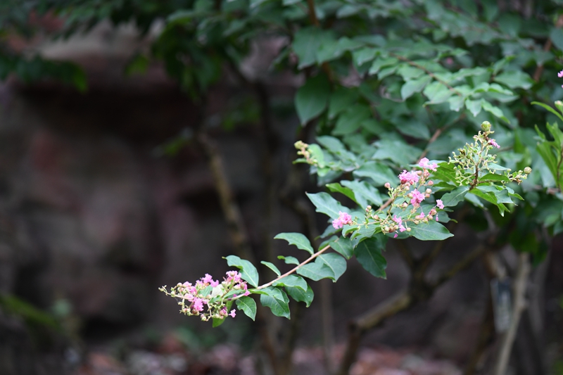 4.紫薇--千屈菜科紫薇属.jpg