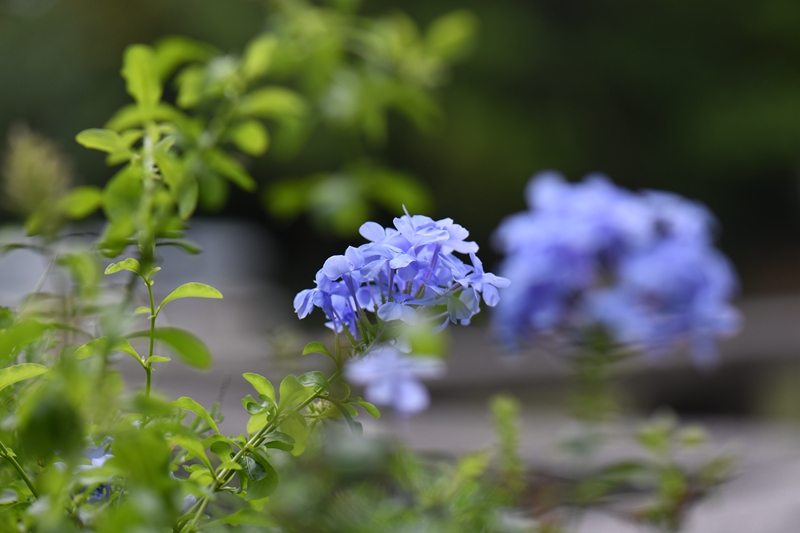 6.蓝雪花--白花丹科蓝雪花属.jpg
