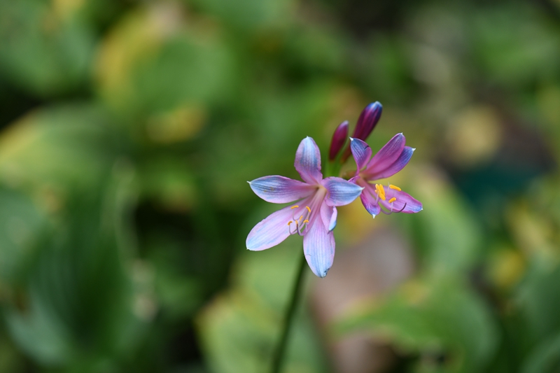 7.换锦花-- 石蒜科石蒜属.jpg