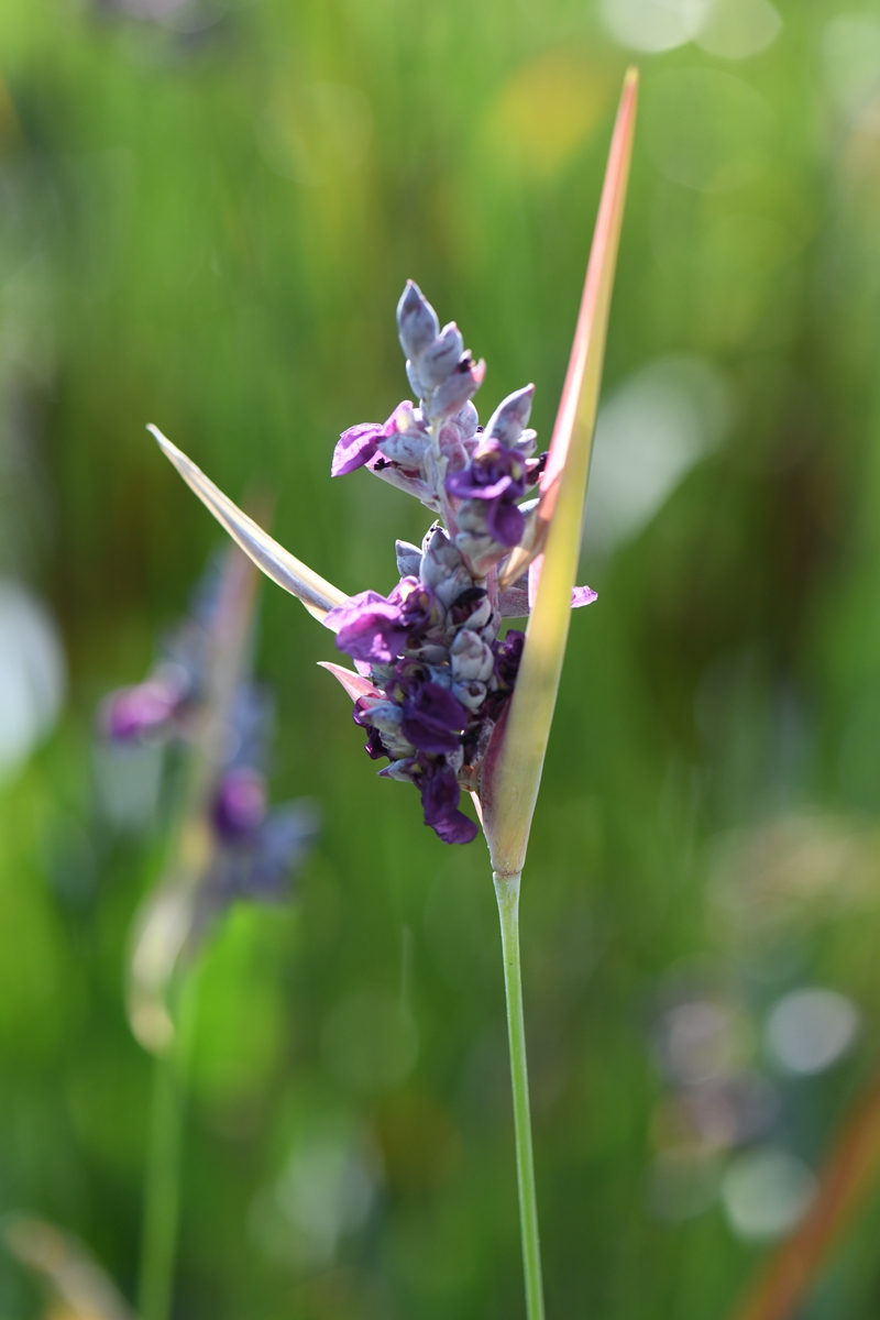 10.再力花--竹芋科水竹芋属.jpg