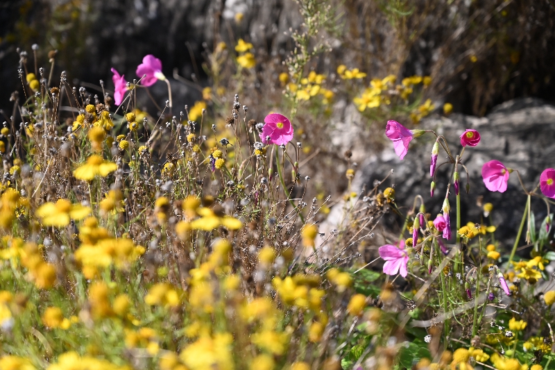 大饼脸酢浆草14.jpg 大饼脸酢浆草14.jpg