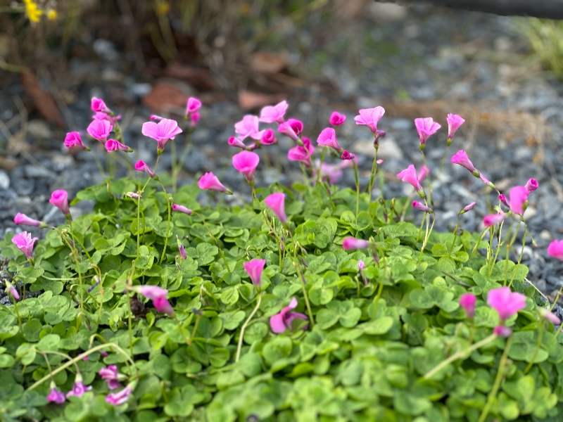 堇紫酢浆草.jpg 堇紫酢浆草.jpg