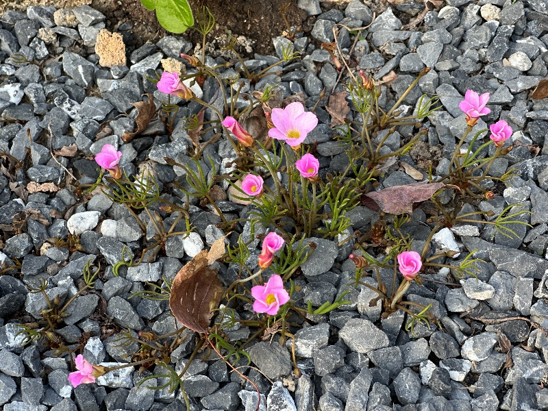 爪叶酢浆草1.jpg 爪叶酢浆草1.jpg