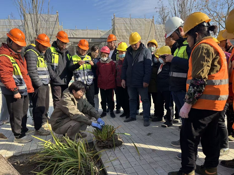 于凤扬工程师现场示范花菖蒲分株.jpg 于凤扬工程师现场示范花菖蒲分株.jpg