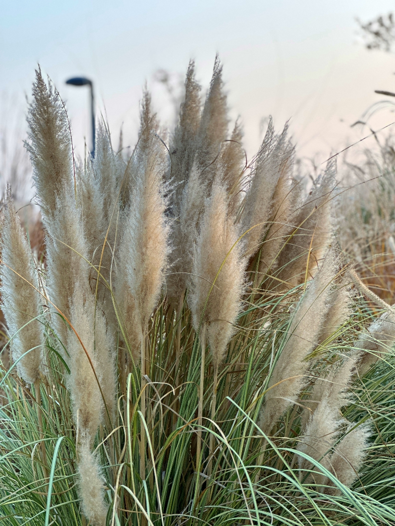 矮蒲苇--禾本科蒲苇属3.jpg