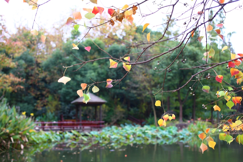 11-乌桕-- 大戟科乌桕属1.jpg 11-乌桕-- 大戟科乌桕属1.jpg