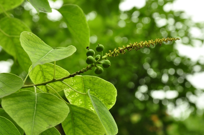 13-乌桕.jpg 13-乌桕.jpg