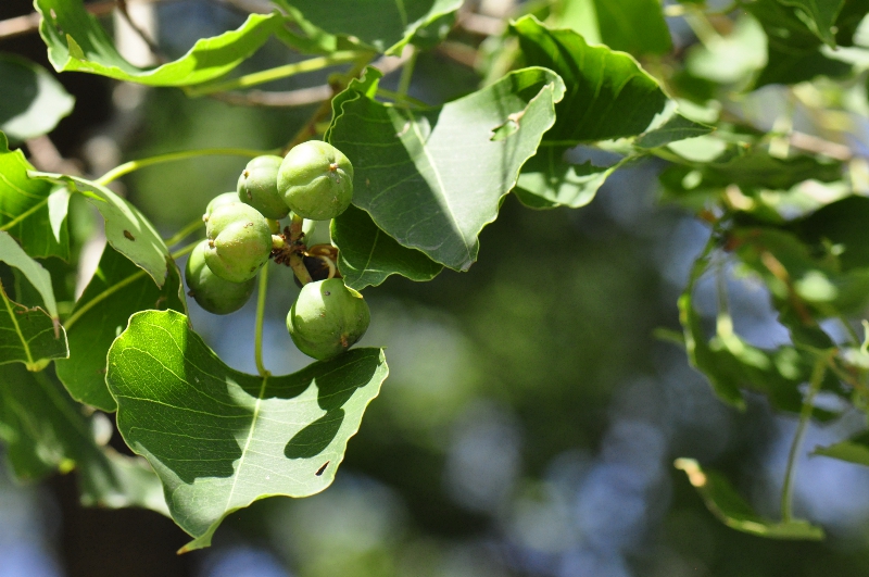 9-乌桕--大戟科乌桕属.jpg 9-乌桕--大戟科乌桕属.jpg