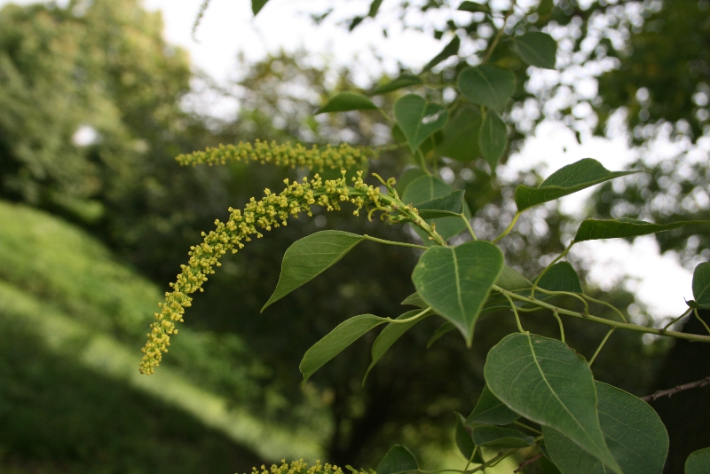 12-乌桕.jpg 12-乌桕.jpg