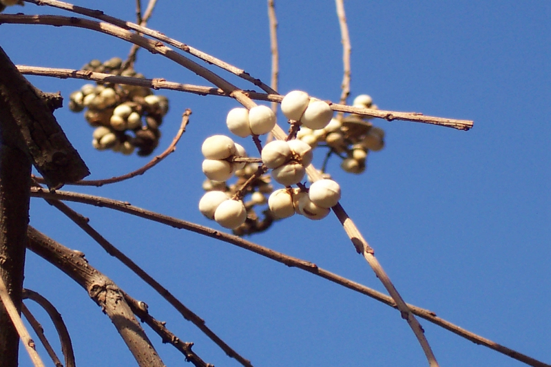 6-乌桕的白色种子.jpg 6-乌桕的白色种子.jpg