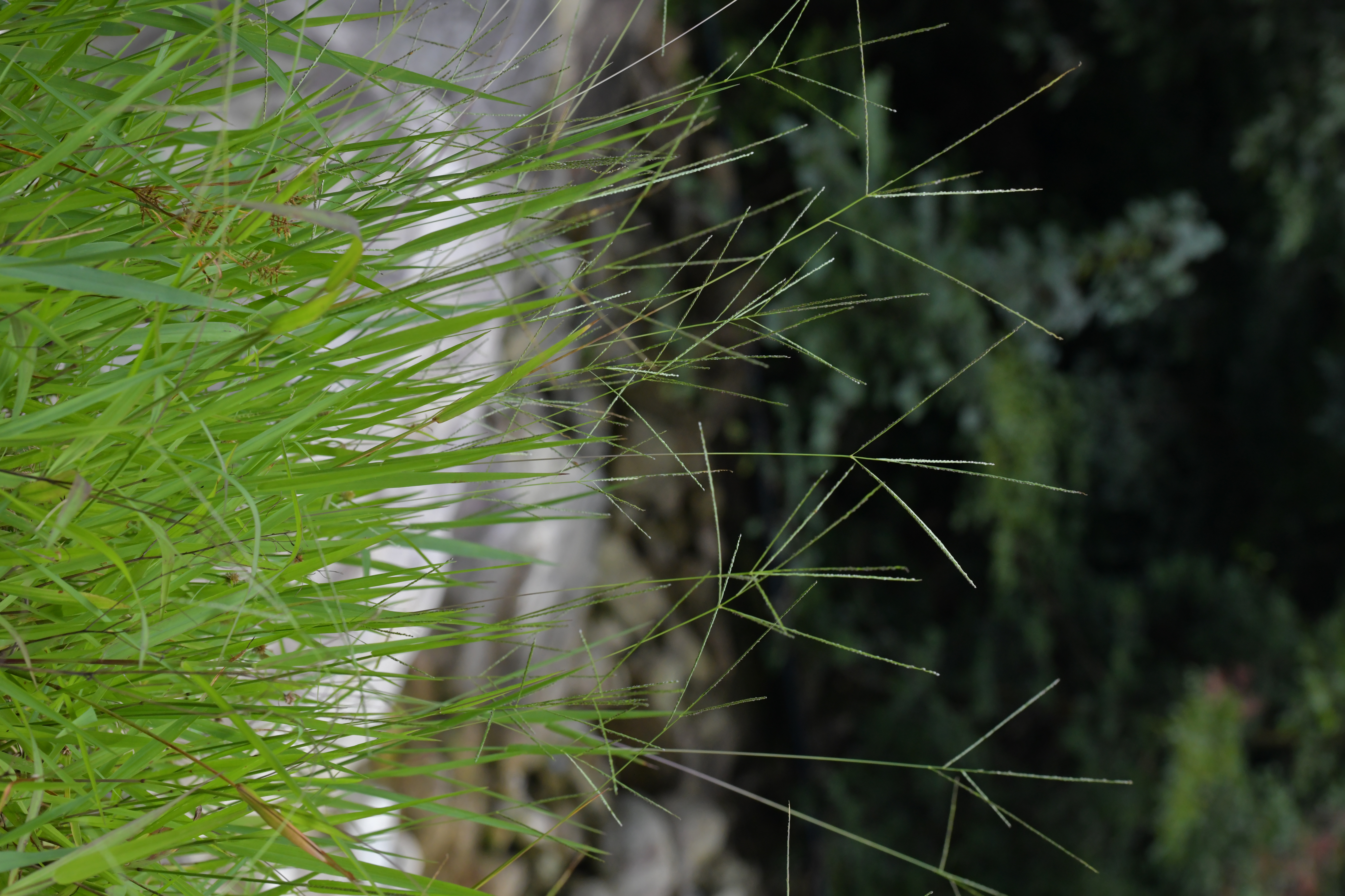 图1 紫马唐.JPG 图1 紫马唐.JPG