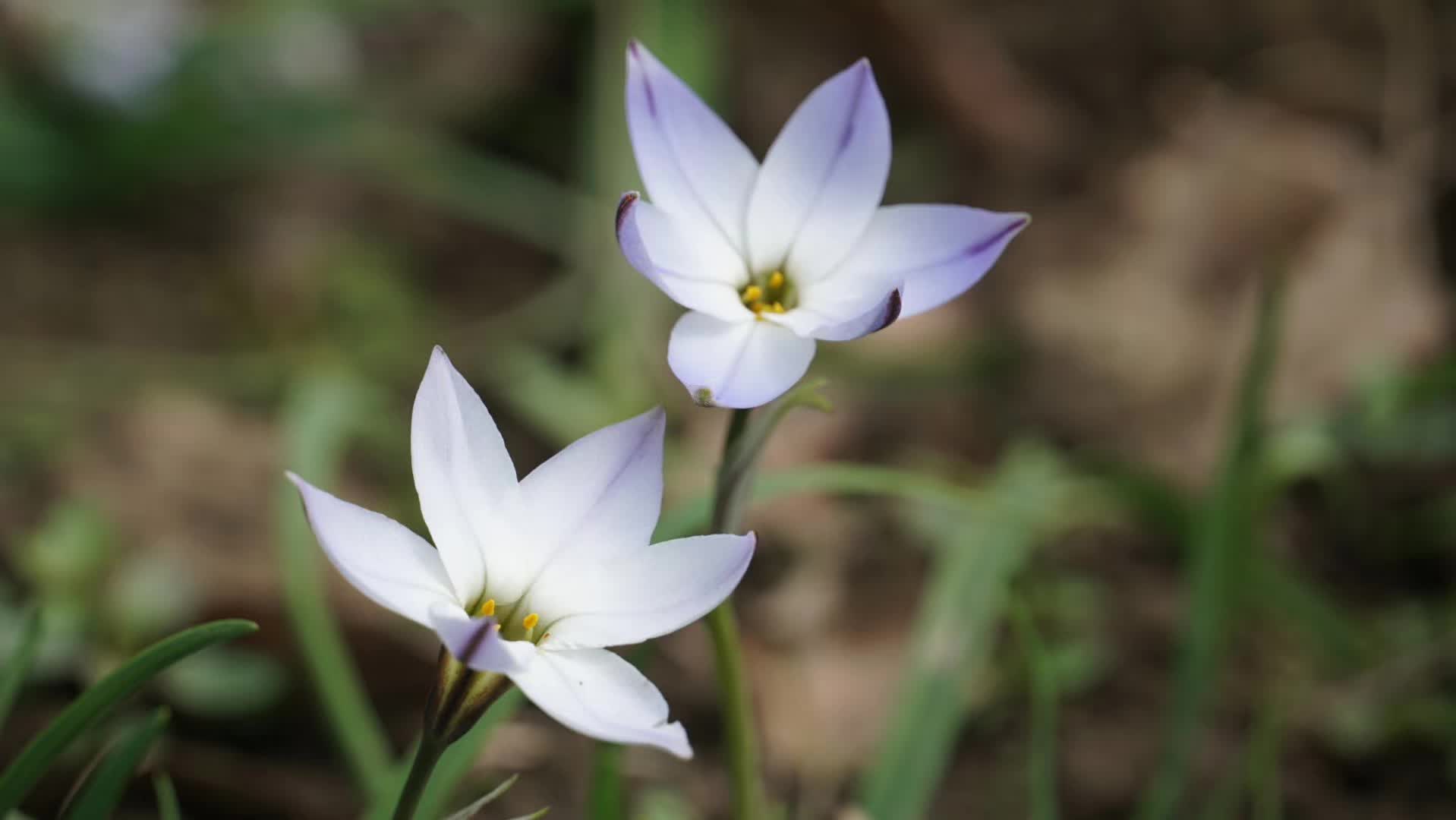 花韭'Wisley Blue'.jpg