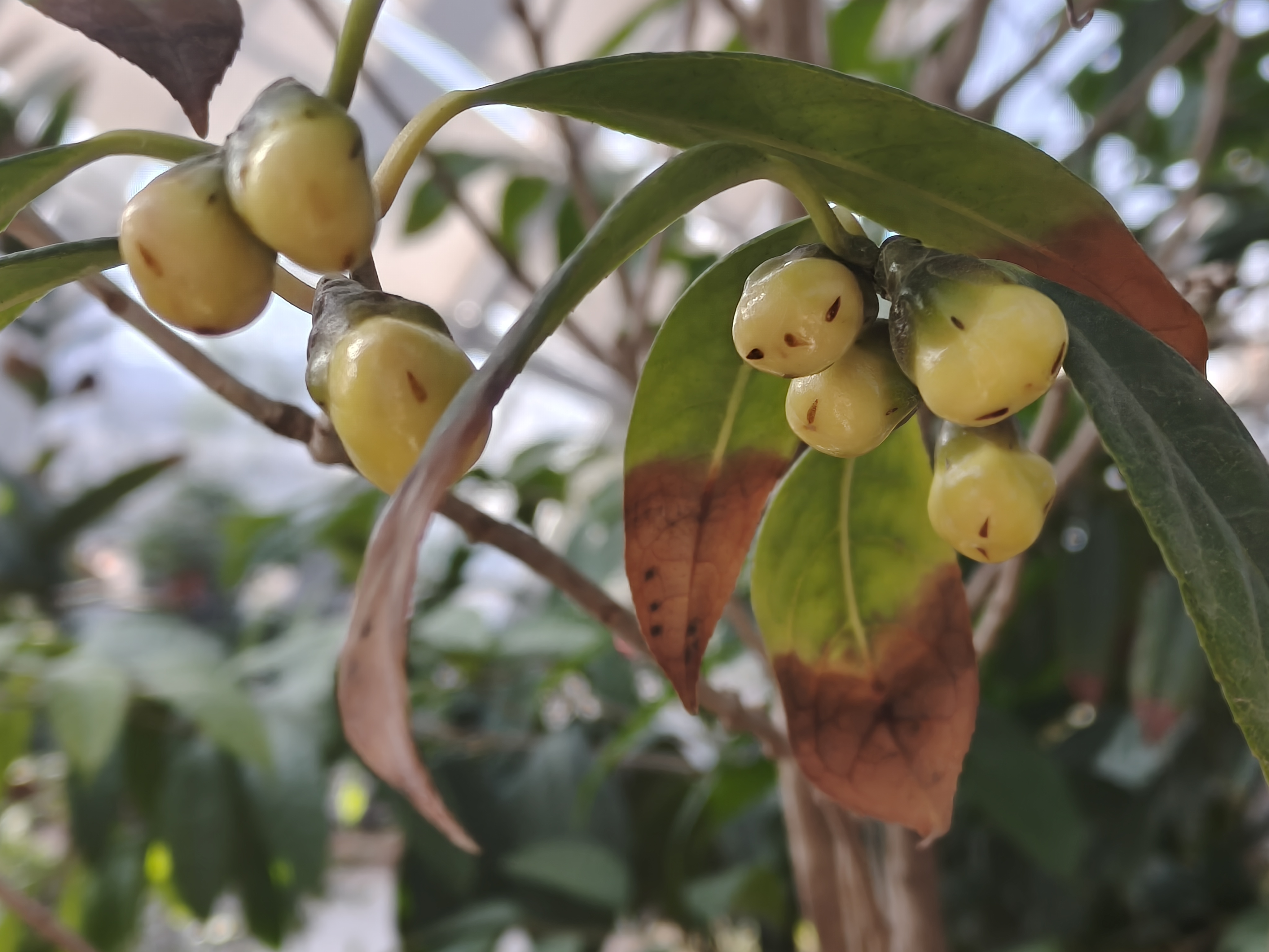 金花茶-花苞.jpg