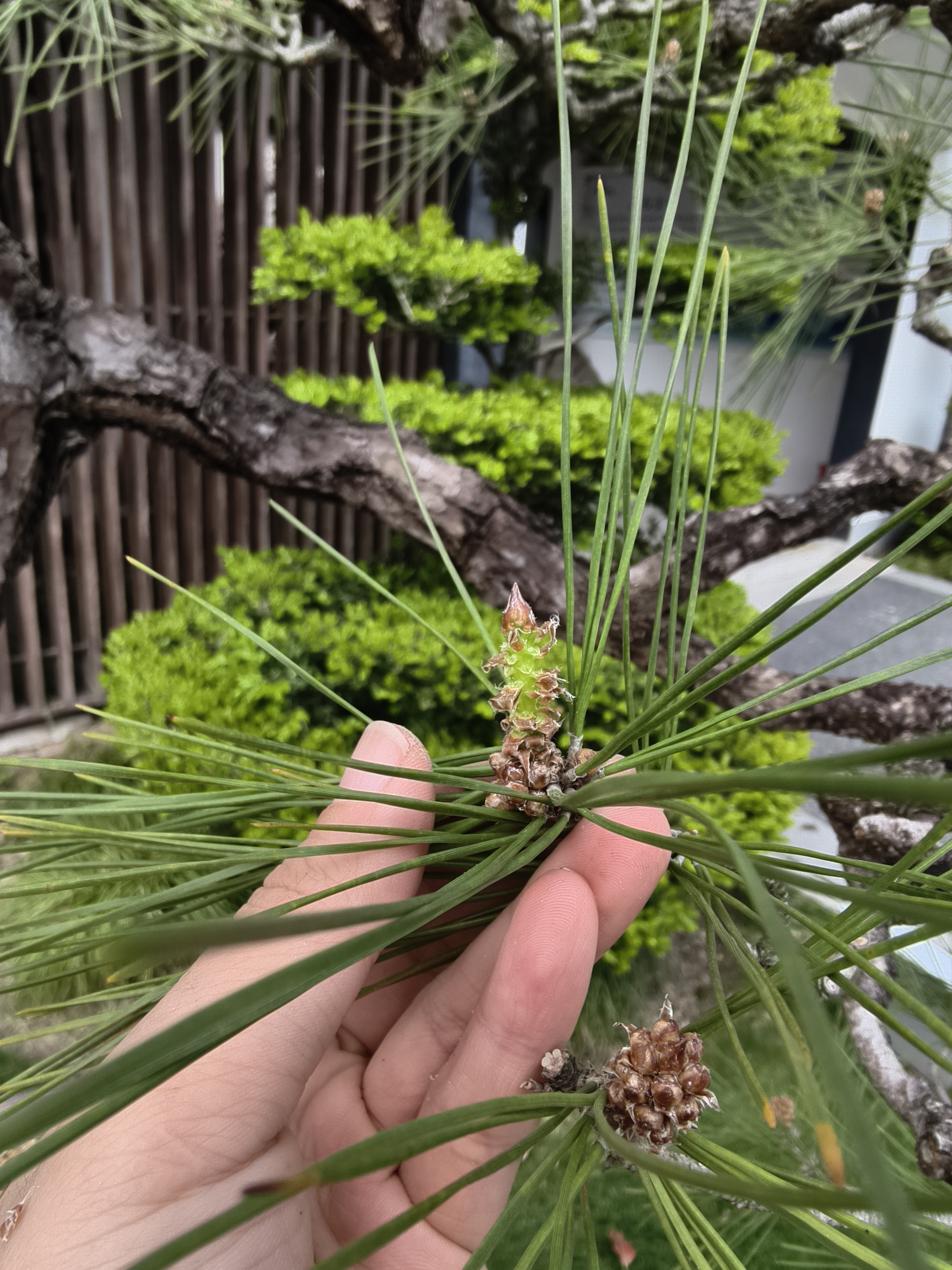 黑松花芽摘除 (1).jpg