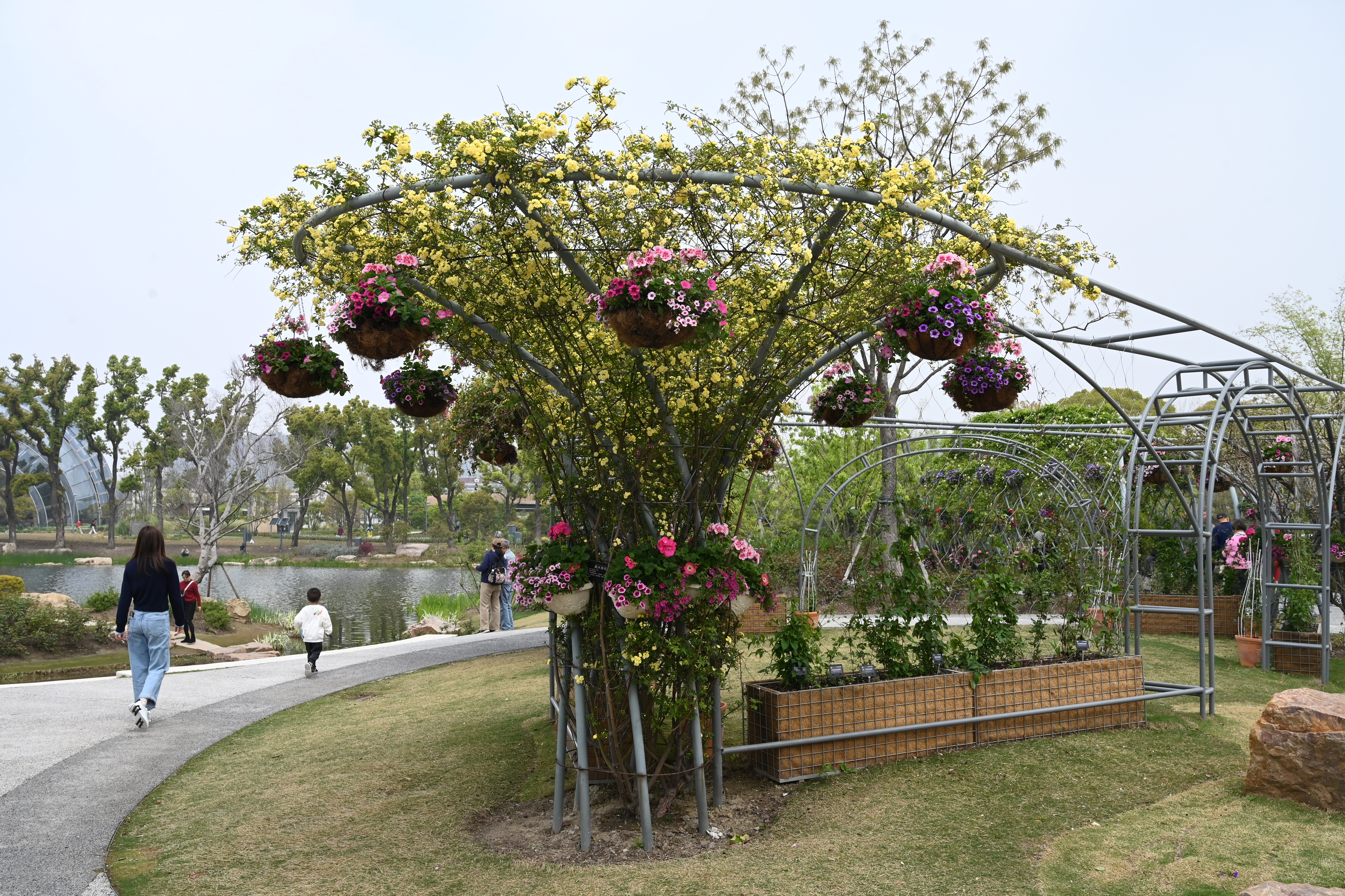 北区藤蔓园黄木香花.JPG