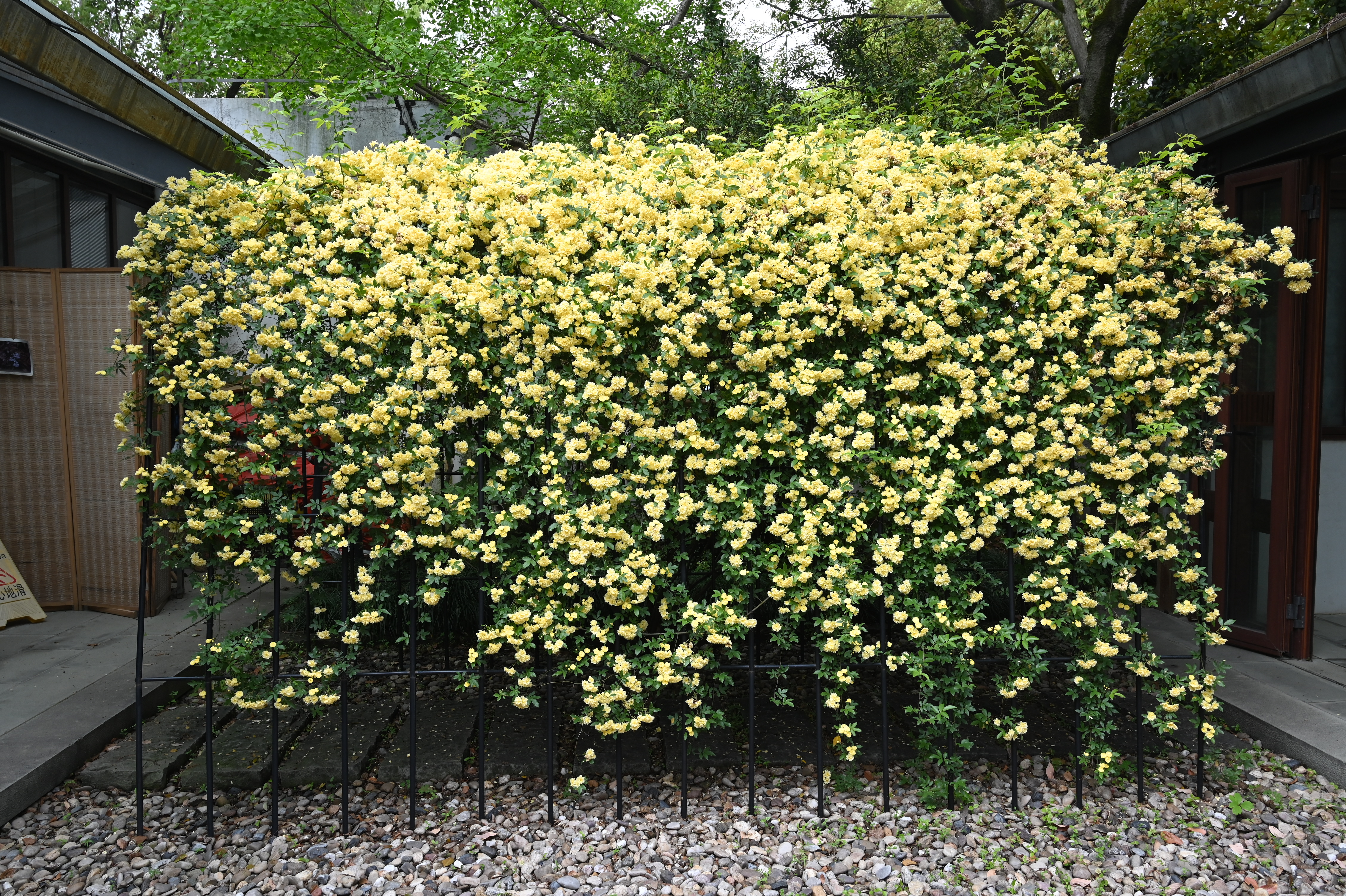 草药园黄木香花廊架3.JPG