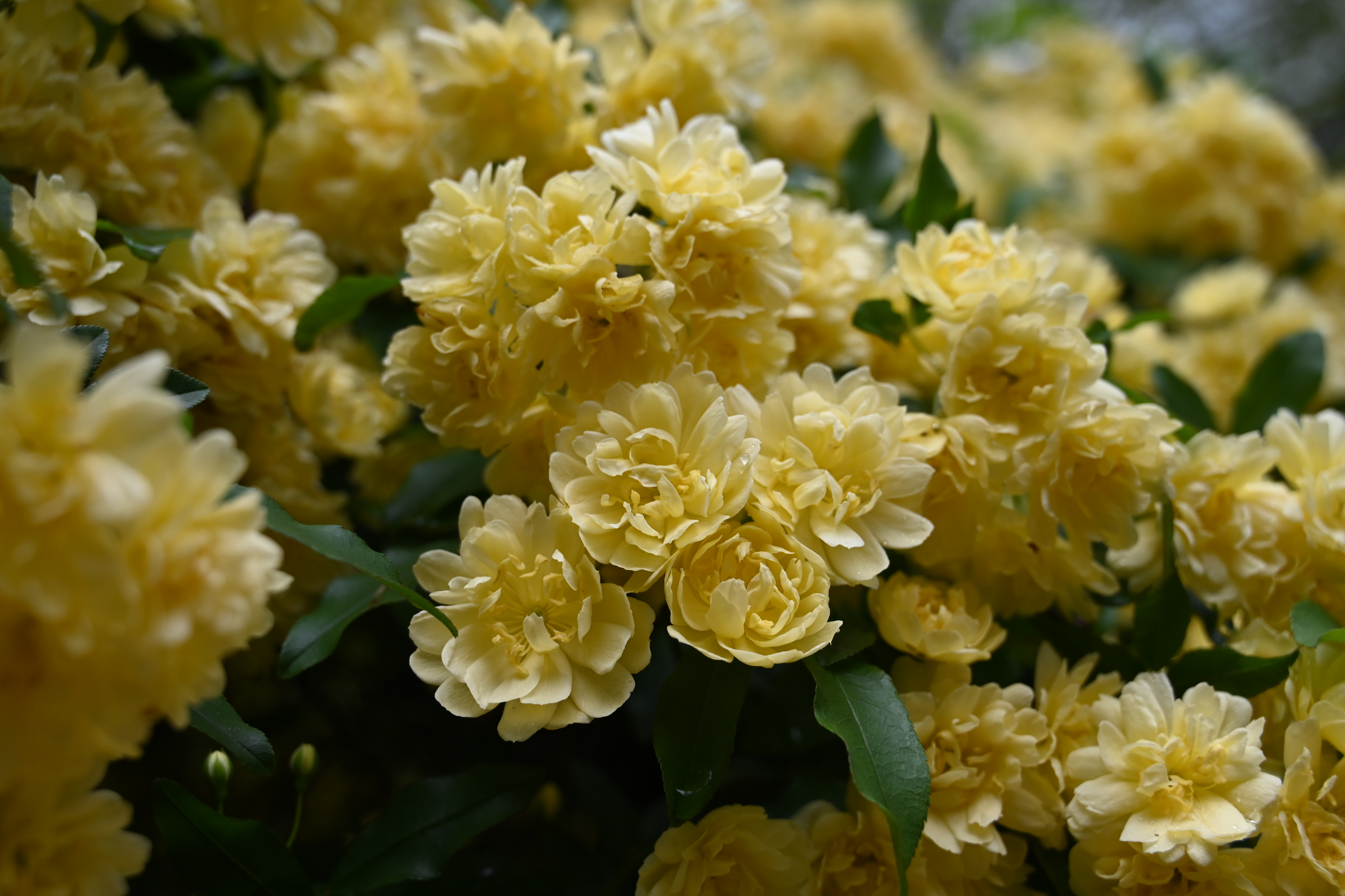 黄木香花 (4).JPG