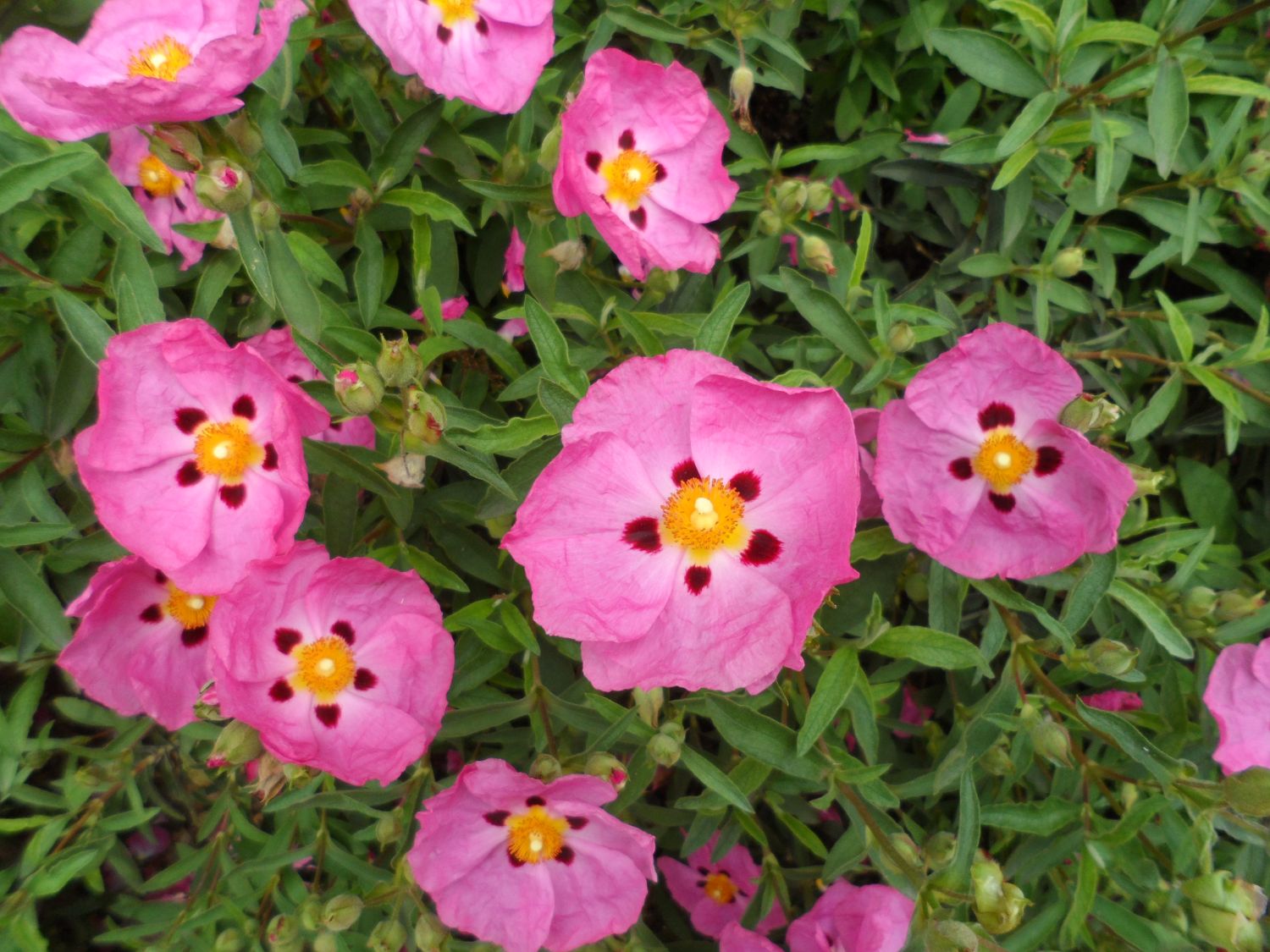 紫花岩蔷薇8.jpg