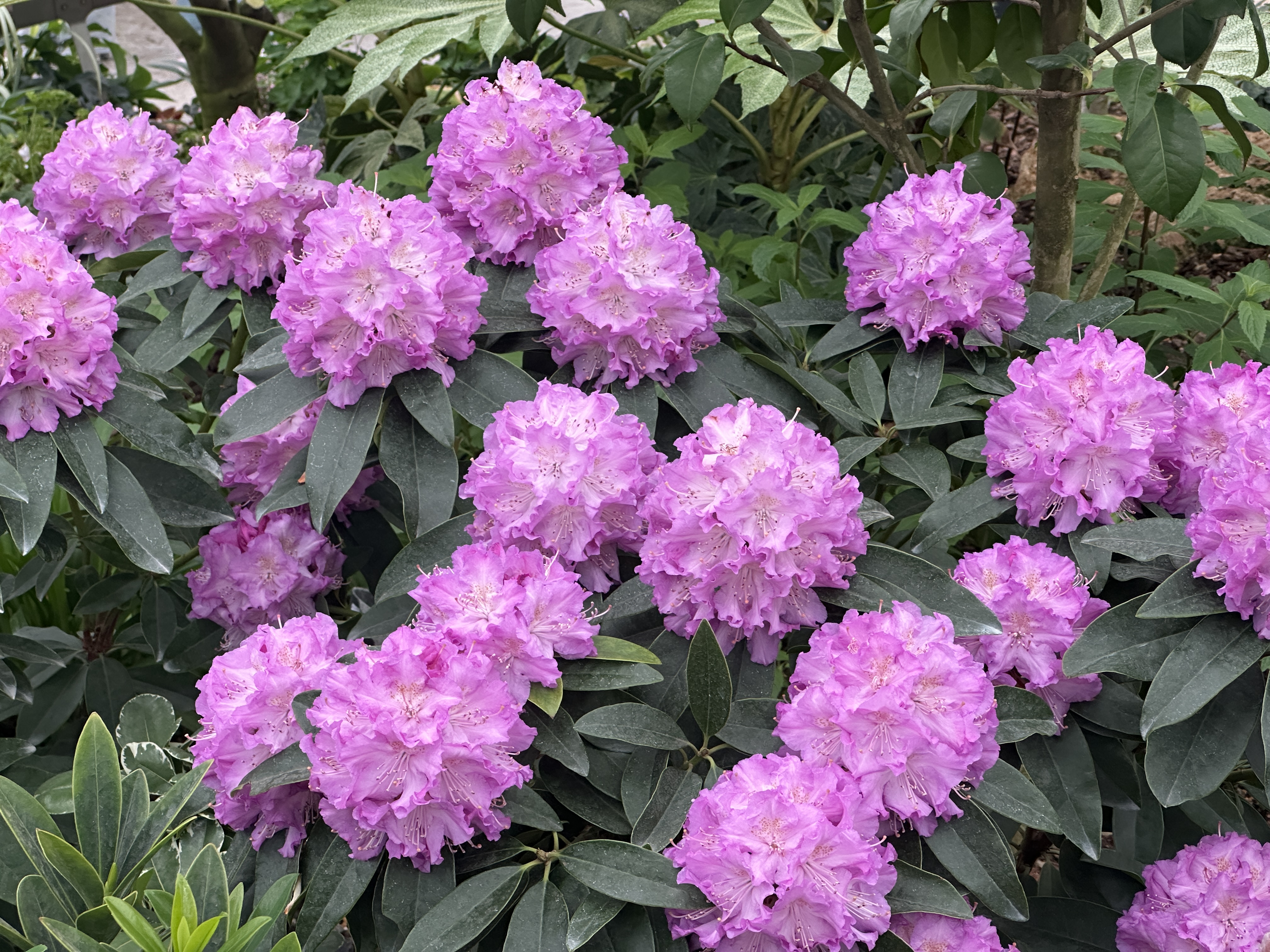‘薰衣草王子’高山杜鹃--杜鹃花科杜鹃花属-.JPG