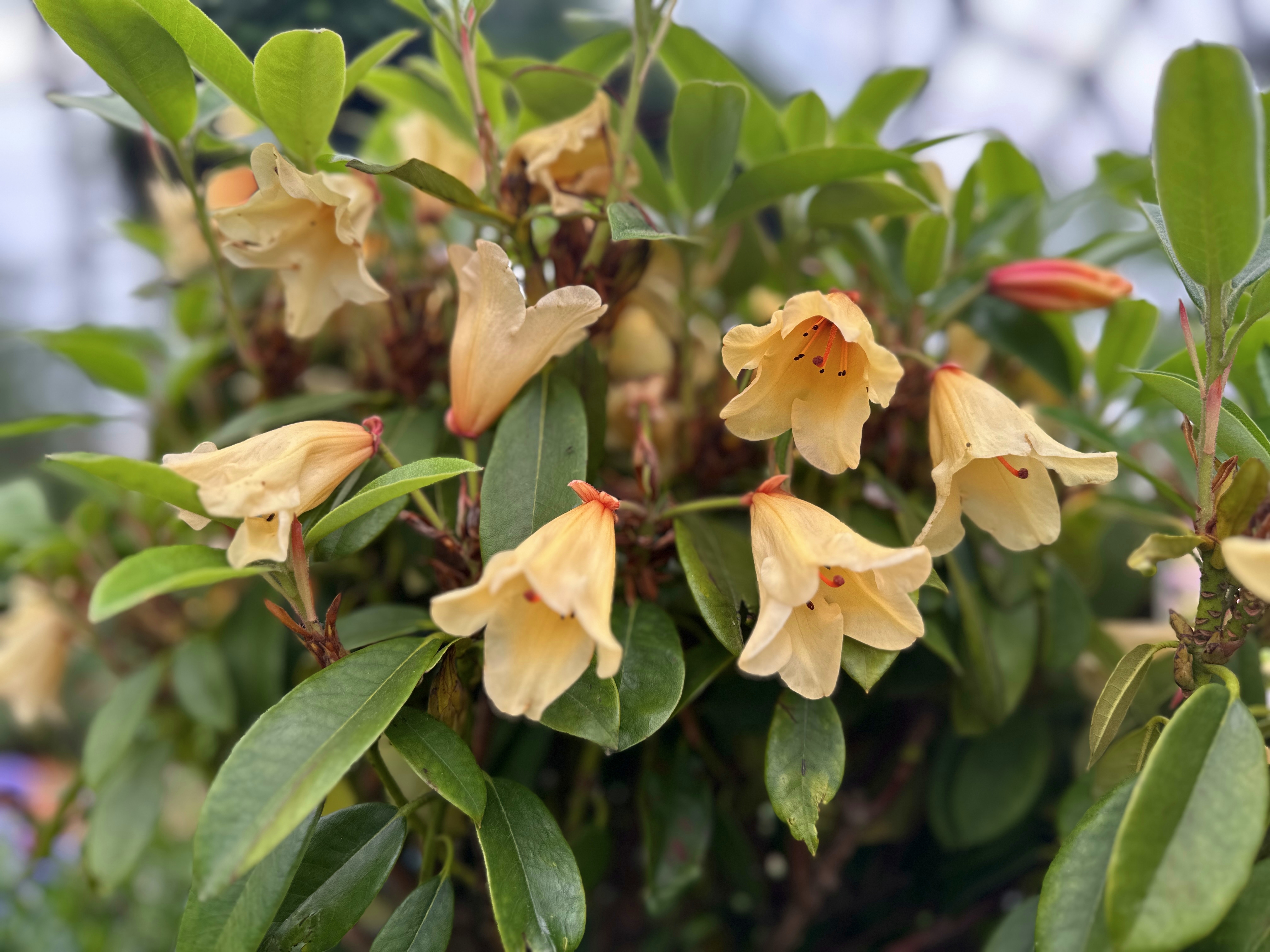‘响铃’高山杜鹃--杜鹃花科杜鹃花属.jpg