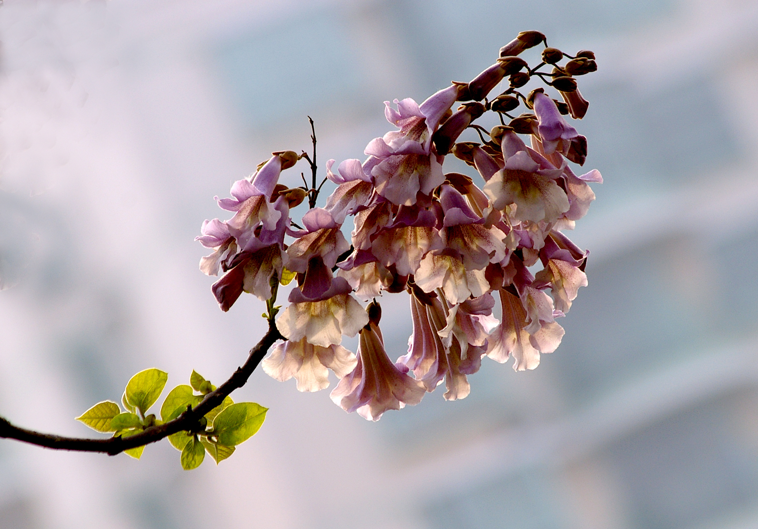 毛泡桐（花期4-5月）.JPG