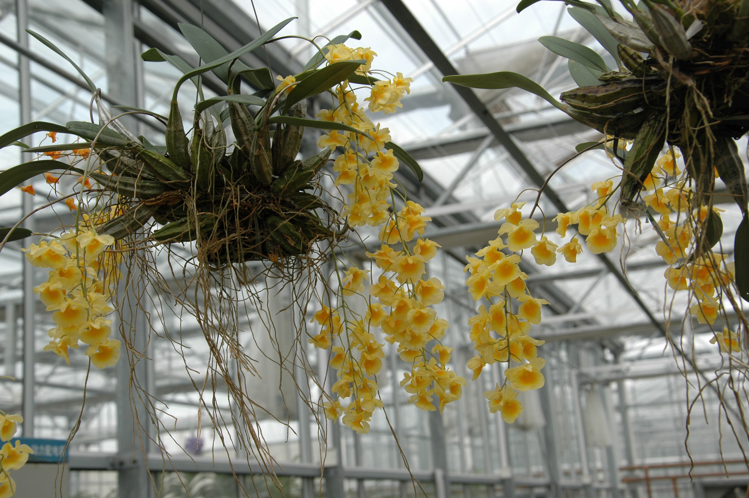 Dendrobium lindleyi聚石斛 (1).JPG