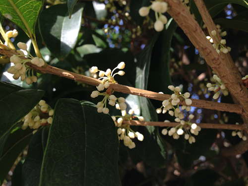 从早银桂的二次开花开始,金桂,银桂,丹桂接着开放,最后由晚银桂收尾