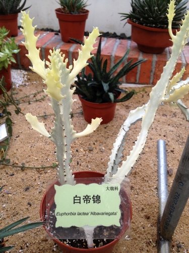 肉肉周报多肉植物中白化变异者白帝锦