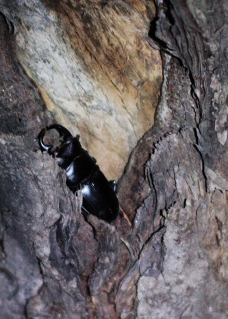 躲在树缝里的巨锯锹甲金线蛙正在交配的红颈天牛观察睡莲,寻找蛙类灯