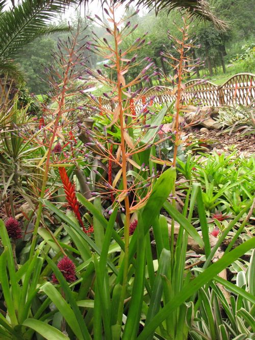 作为上海花展主题景点之一的"有凤来仪贺世博"展示面积约300平方米