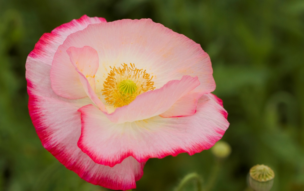 是春末夏初最重要的观赏草花之一,比利时人民更是将它选为国花