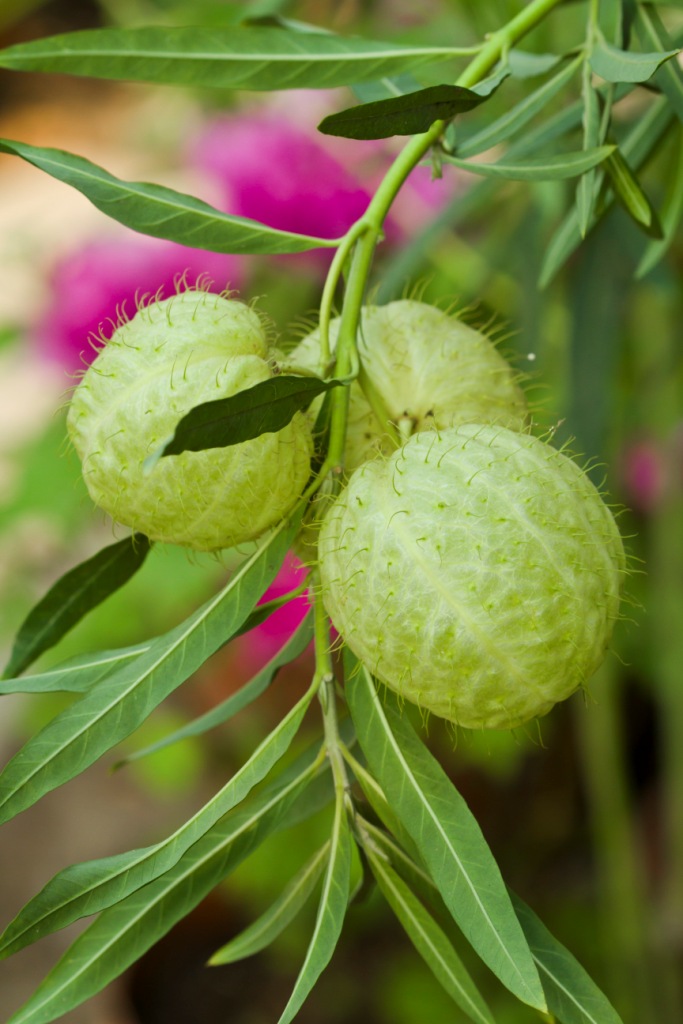气球果(gomphocarpus physocarpus)是原产于非洲的一种热带灌木,原本