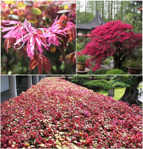 rubrum,别名红桎木,红檵花,金缕梅科常绿灌木或小乔木.