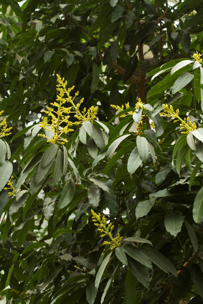 芒果开花了