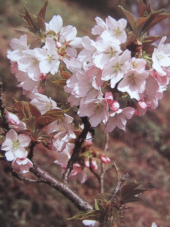 胡蝶兼六园熊谷绿樱奈良八重樱普贤象染井吉野山樱霞樱旭山杨贵妃一叶
